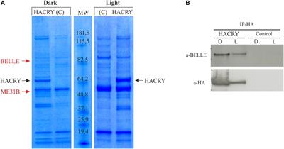 The RNA Helicase BELLE Is Involved in Circadian Rhythmicity and in Transposons Regulation in Drosophila melanogaster